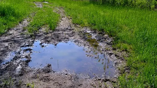 mud puddle with tire tracks surrounded by green grass