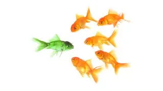 Five goldfish looking at one green fish